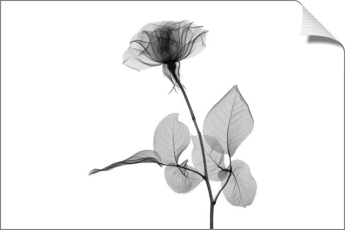 Paintings on canvas A series of flowers on просвет_6