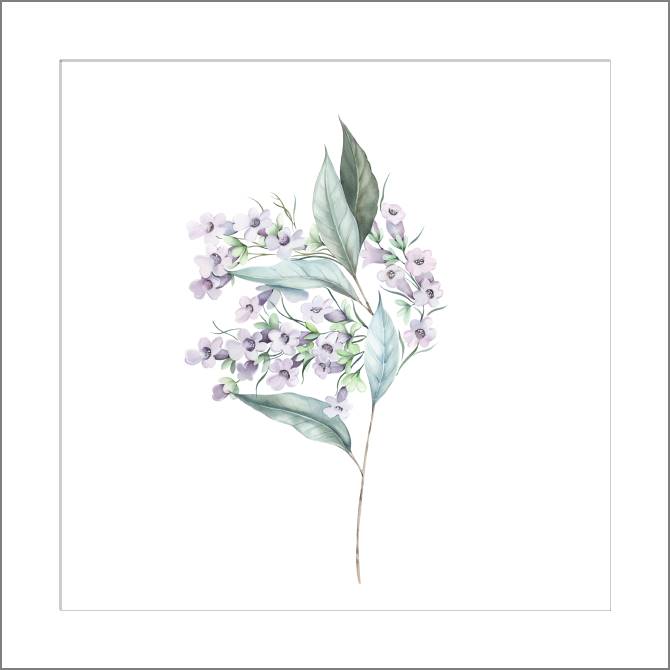 Купить и печать на заказ Картины, фото с паспарту Цветущая лиловая ветка