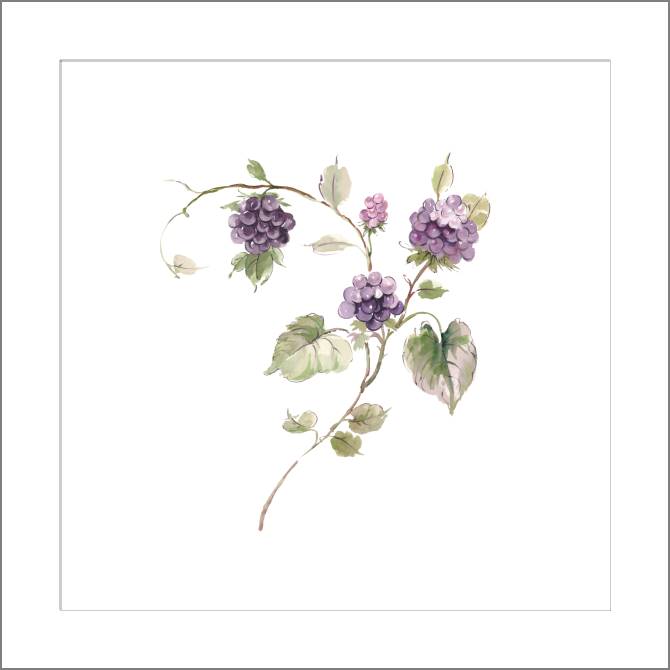 Купить и печать на заказ Картины, фото с паспарту Ветка ежевики