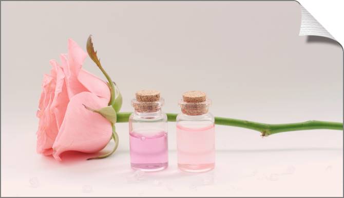 Купить и печать на заказ Картины на холсте Свежая роза