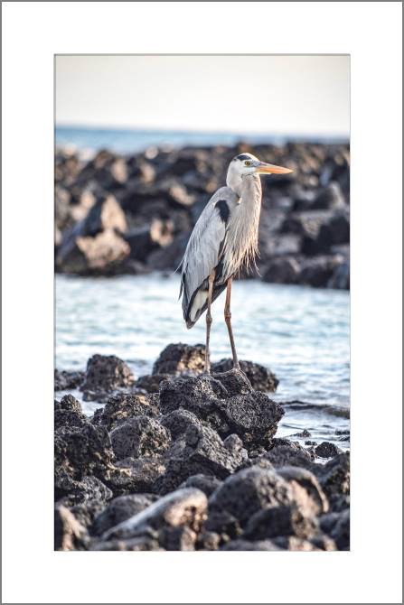 Купить и печать на заказ Картины, фото с паспарту Цапля на камнях