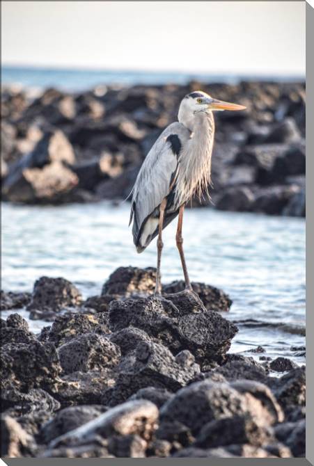 Картины на пластике, пеноркартоне Heron on the rocks