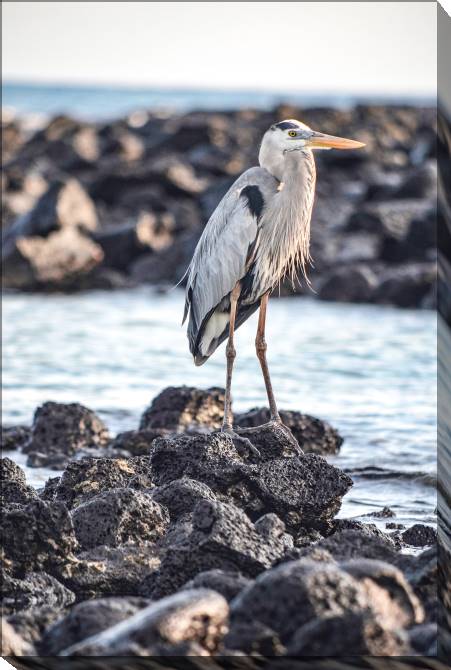Paintings on canvas Heron on the rocks