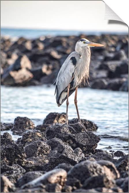 Купить и печать на заказ Картины на холсте Цапля на камнях
