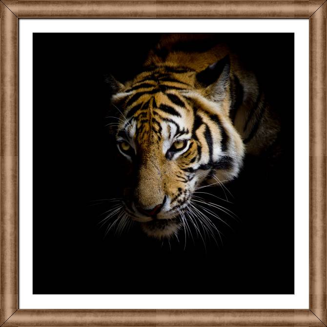 Купить и печать на заказ Картины в рамке, багете Тигр на черном фоне