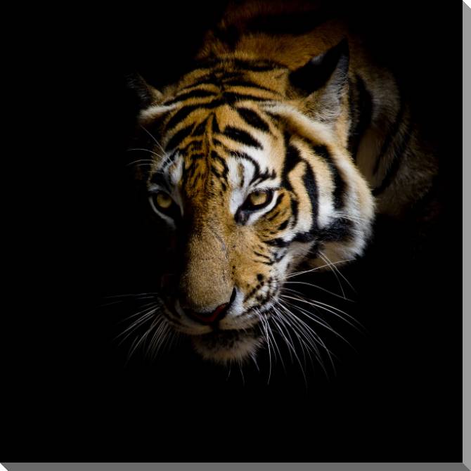 Картины на пластике, пеноркартоне Tiger on black background