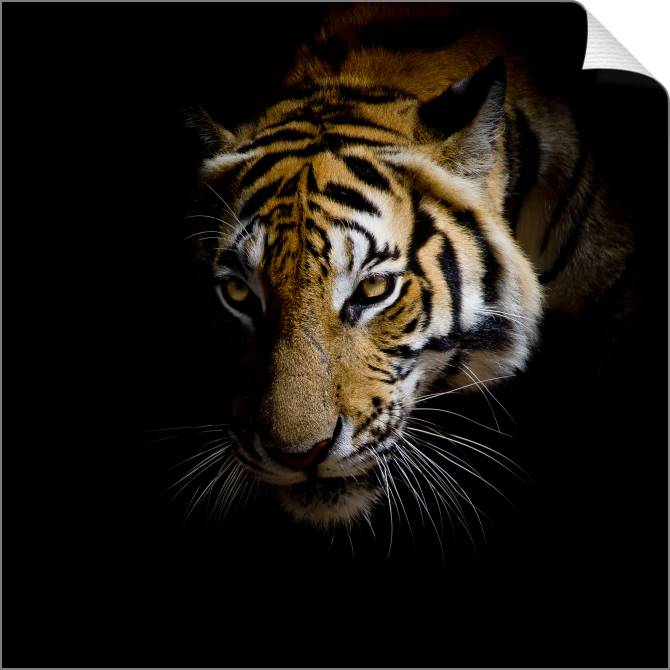 Купить и печать на заказ Картины на холсте Тигр на черном фоне