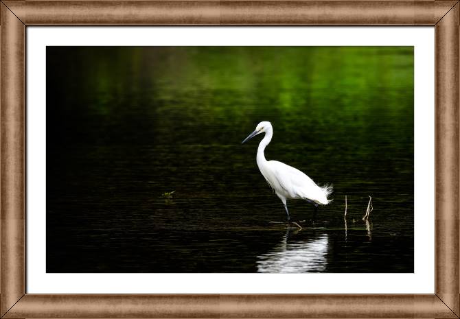 Купить и печать на заказ Картины в рамке, багете Белая цапля