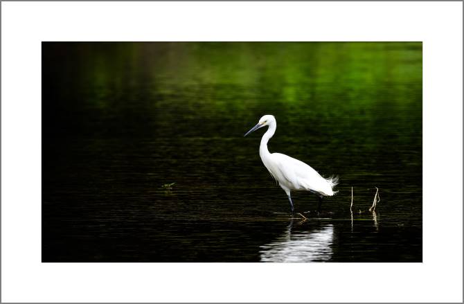 Купить и печать на заказ Картины, фото с паспарту Белая цапля