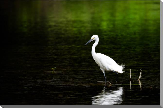 Картины на пластике, пеноркартоне White egret