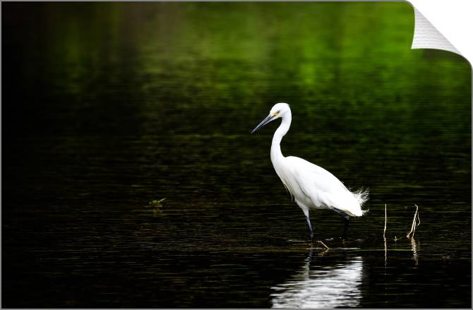 Купить и печать на заказ Картины на холсте Белая цапля