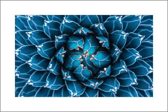 Paintings, photos from Passepartout Agave