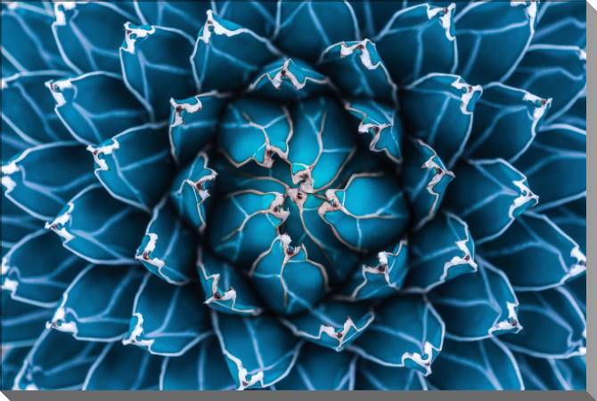 Купить и печать на заказ Картины на пластике, пеноркартоне Агава