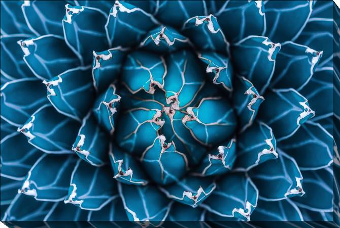 Paintings on canvas Agave