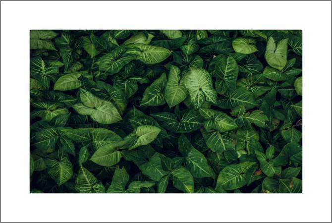 Paintings, photos from Passepartout Dense foliage