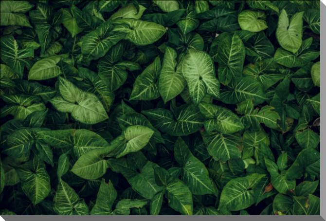 Купить и печать на заказ Картины на пластике, пеноркартоне Густая листва