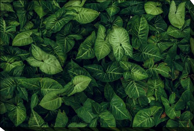 Paintings on canvas Dense foliage