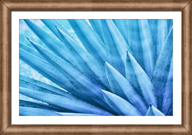 Купить и печать на заказ Картины в рамке, багете Листья агавы
