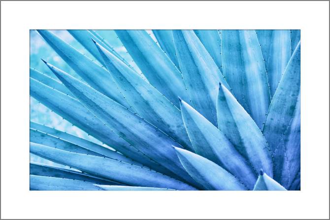 Paintings, photos from Passepartout The leaves of the agave