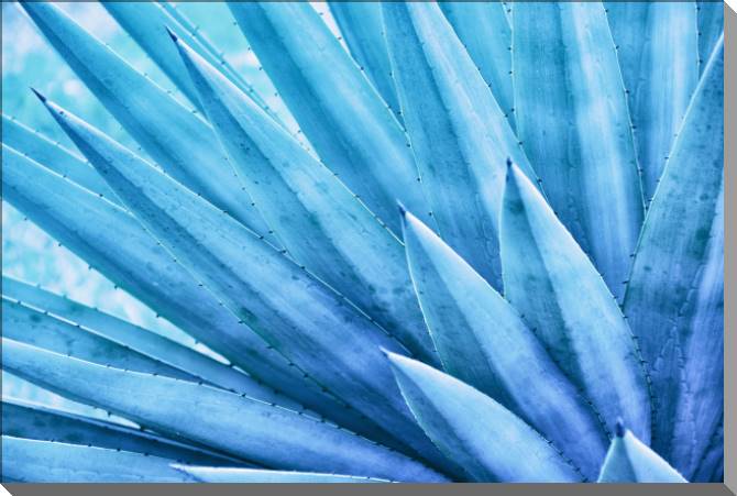 Купить и печать на заказ Картины на пластике, пеноркартоне Листья агавы