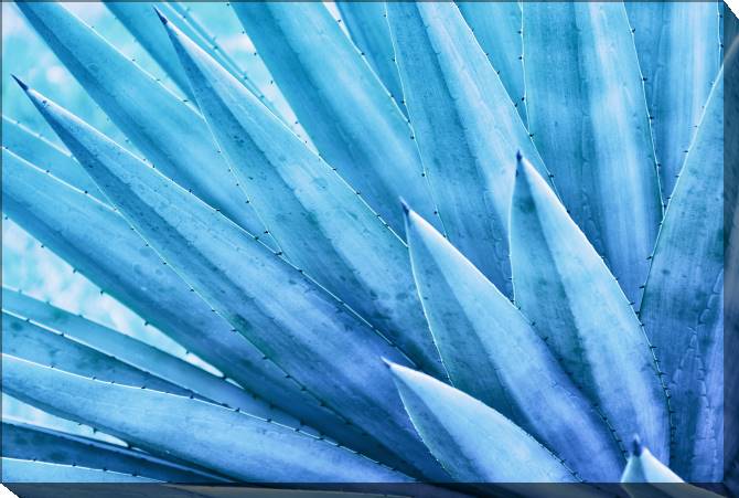 Paintings on canvas The leaves of the agave