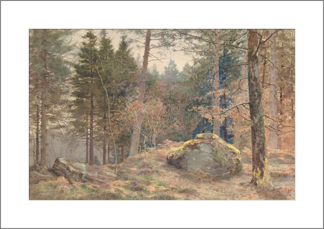 Купить и печать на заказ Картины, фото с паспарту Сосновый лес, акварель