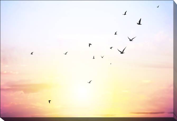 Paintings on canvas The pink sky and the birds