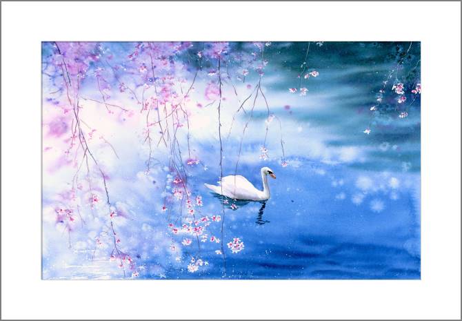 Купить и печать на заказ Картины, фото с паспарту Лебедь на озере с цветущей вишней