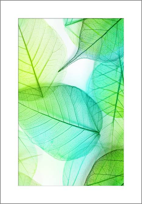 Купить и печать на заказ Картины, фото с паспарту Серия зеленый лист макро съемка 1