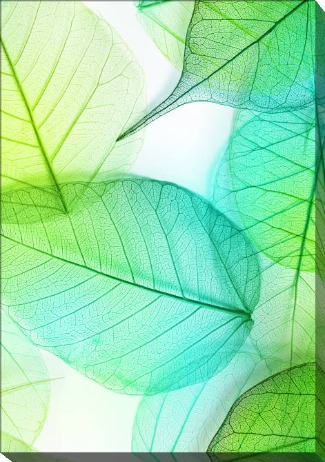 Купить и печать на заказ Картины на холсте Серия зеленый лист макро съемка 1