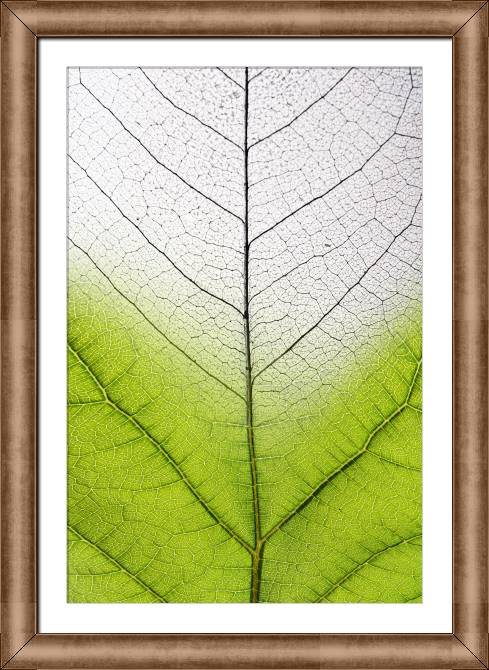 Купить и печать на заказ Картины в рамке, багете Серия зеленый лист макро съемка 2