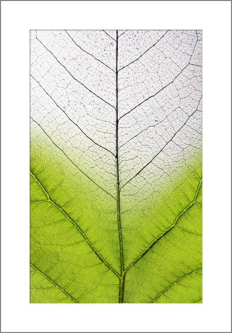 Купить и печать на заказ Картины, фото с паспарту Серия зеленый лист макро съемка 2