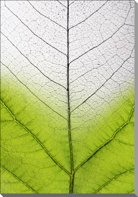 Paintings on plastic, foam cardboard Series green leaf macro съемка_2