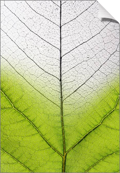 Купить и печать на заказ Картины на холсте Серия зеленый лист макро съемка 2