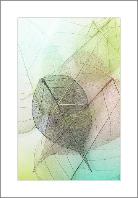 Купить и печать на заказ Картины, фото с паспарту Серия зеленый лист макро съемка 3