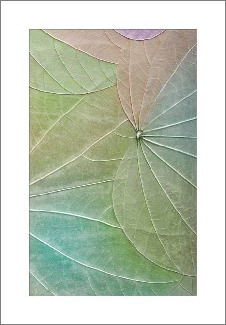 Купить и печать на заказ Картины, фото с паспарту Серия зеленый лист макро съемка 4