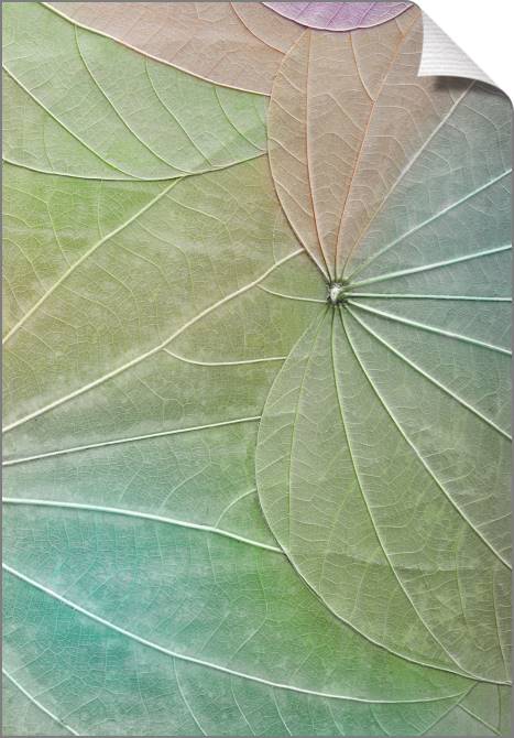 Купить и печать на заказ Картины на холсте Серия зеленый лист макро съемка 4