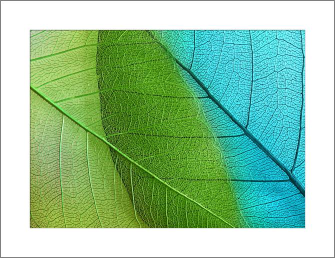 Купить и печать на заказ Картины, фото с паспарту Серия зеленый лист макро съемка 5