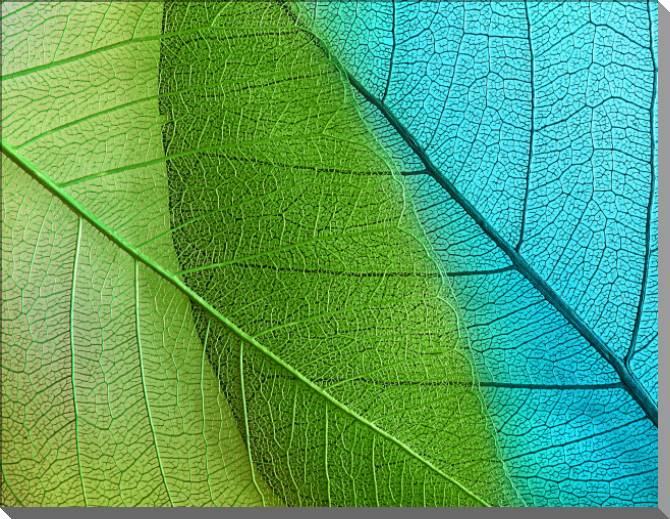 Paintings on plastic, foam cardboard Series green leaf macro съемка_5