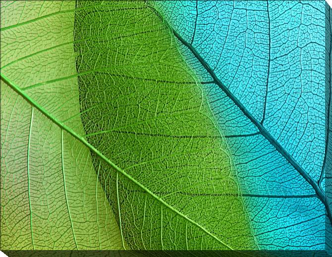Купить и печать на заказ Картины на холсте Серия зеленый лист макро съемка 5