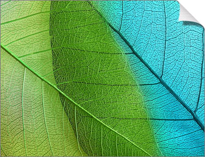 Купить и печать на заказ Картины на холсте Серия зеленый лист макро съемка 5