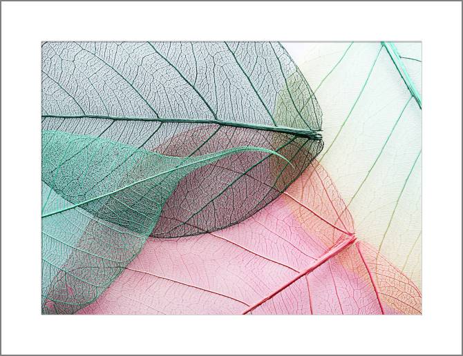 Купить и печать на заказ Картины, фото с паспарту Серия зеленый лист макро съемка 6