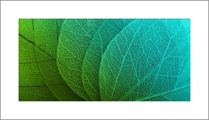 Купить и печать на заказ Картины, фото с паспарту Серия зеленый лист макро съемка 7