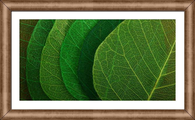 Купить и печать на заказ Картины в рамке, багете Серия зеленый лист макро съемка 8