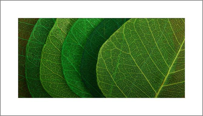 Купить и печать на заказ Картины, фото с паспарту Серия зеленый лист макро съемка 8