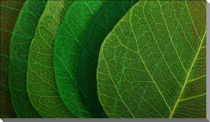 Paintings on plastic, foam cardboard Series green leaf macro съемка_8