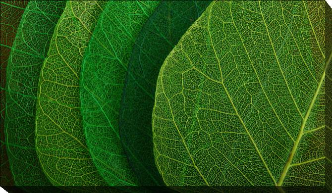 Paintings on canvas Series green leaf macro съемка_8