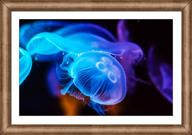 Купить и печать на заказ Картины в рамке, багете Фото медуз