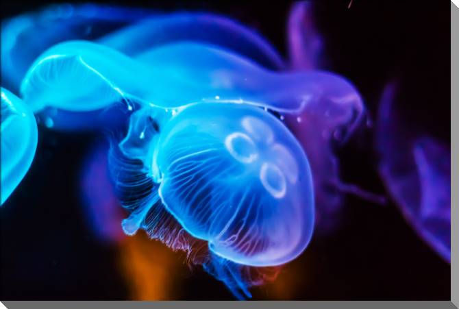 Paintings on plastic, foam cardboard Photo of jellyfish