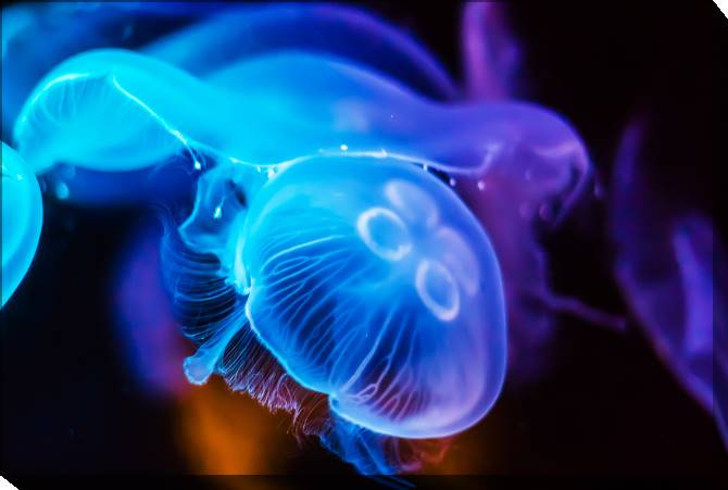 Paintings on canvas Photo of jellyfish